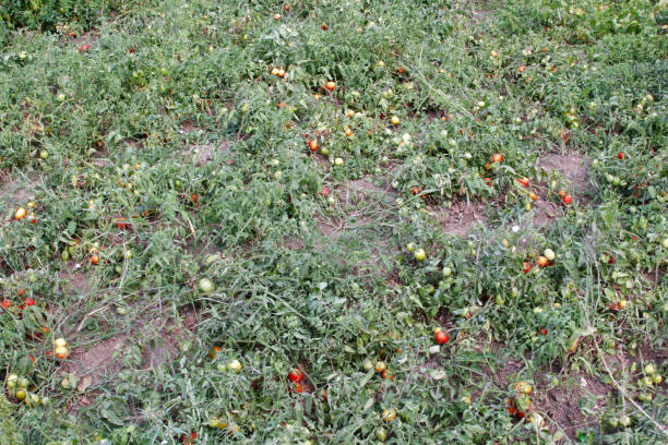 istock natural and organic tomato field 1202970991