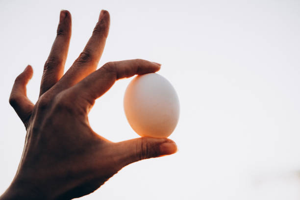 istock chicken egg in hand on sunset background, selective focus, film and grain photo 1202971070