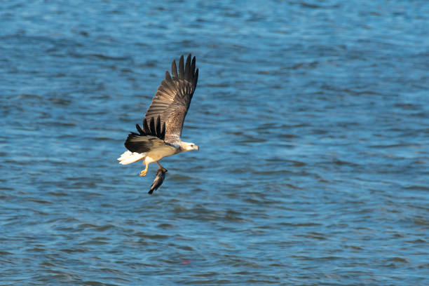 fishing white tailed eagle