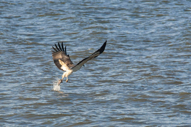 Moment of truth, the moment a White Bellied Sea Eagle snatches a fish from the sea.