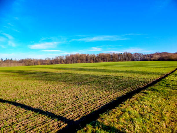 Cropland with blue sky and forest