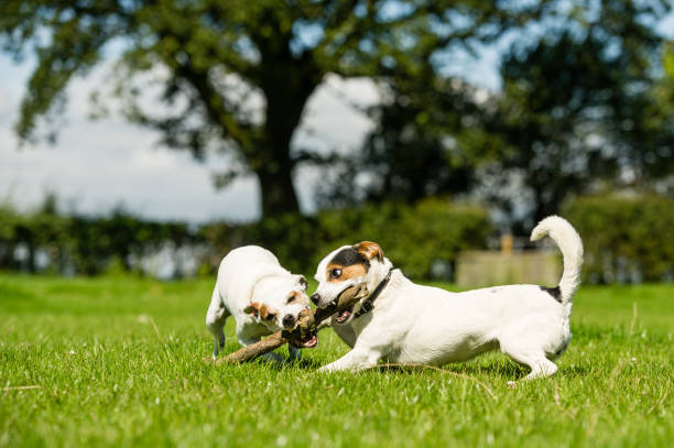 istock Best of Friends 1202974225