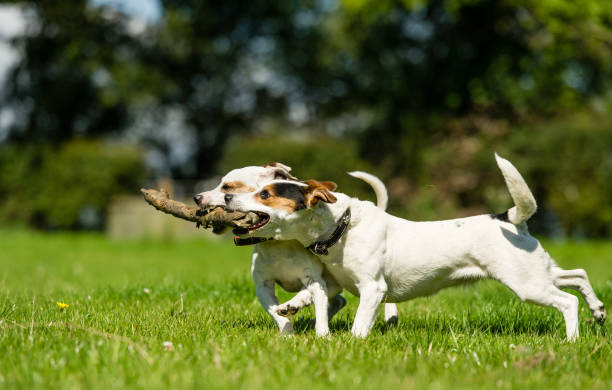 istock Best of Friends 1202974230