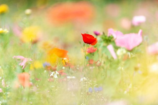 Summer meadow full of wildflowers