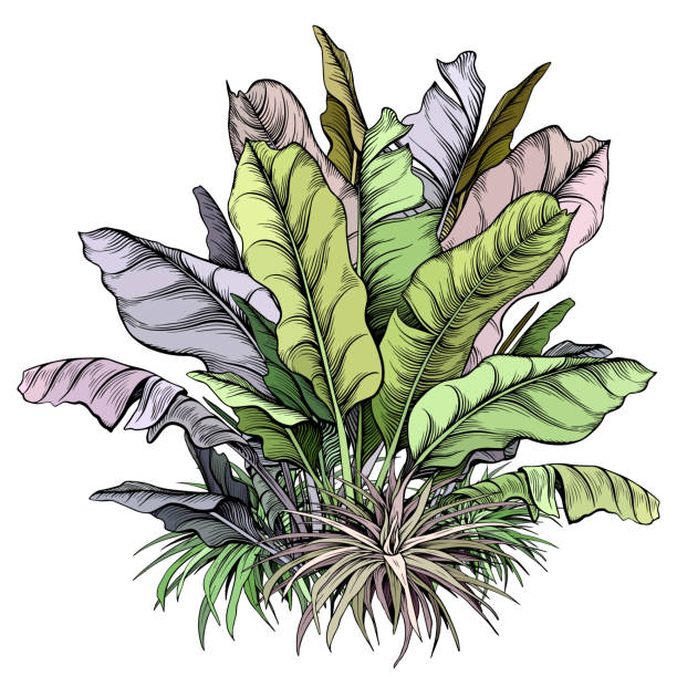 kuvapankkikuvitukset aiheesta värikkäitä trooppisia kasveja. - giant dracaena