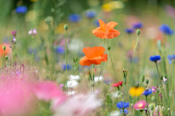 istock Wildflowers on summer meadow 1202977713