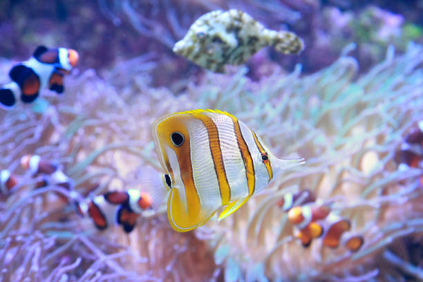 istock Copperbanded Butterfly fish Chelmon Rostratus 1202977722