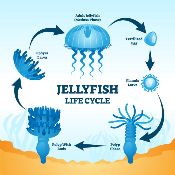 Jellyfish life cycle educational labeled diagram vector illustration Jellyfish life cycle educational labeled diagram vector illustration with development stages from fertilized egg, to planula larva, polyp phase, polyp with buds, ephyra larva to adult medusa phase. cnidarian stock illustrations