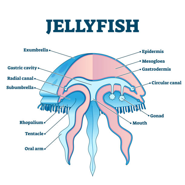ilustrações de stock, clip art, desenhos animados e ícones de jellyfish educational diagram vector illustration - underwater mine