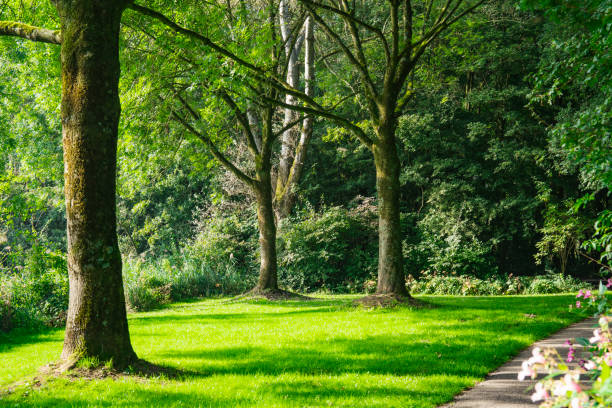 National park De Biesbosch. Merwelanden in Dordrecht. The Netherlands grass field and trees in De Biesbosch. Dordrecht, Holland dordrecht stock pictures, royalty-free photos & images