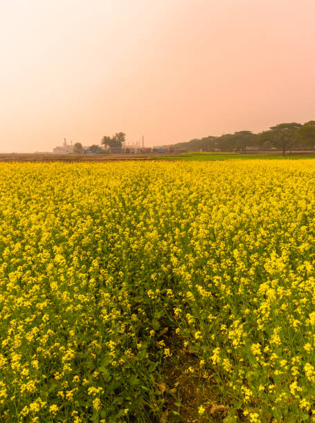 campo de mostaza. - punjab fotografías e imágenes de stock