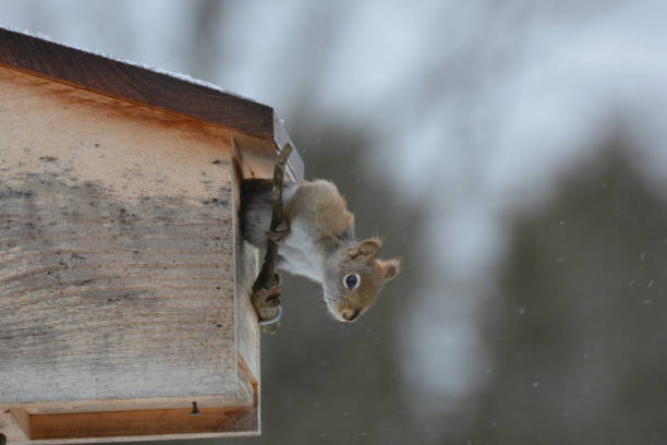 istock Red squirrel in bird house 1202979412