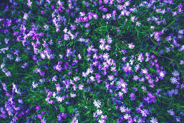 Delosperma Cooperi purple flowers unusual garden pattern background.