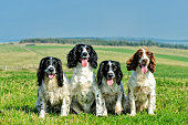 One spaniel is never enough!