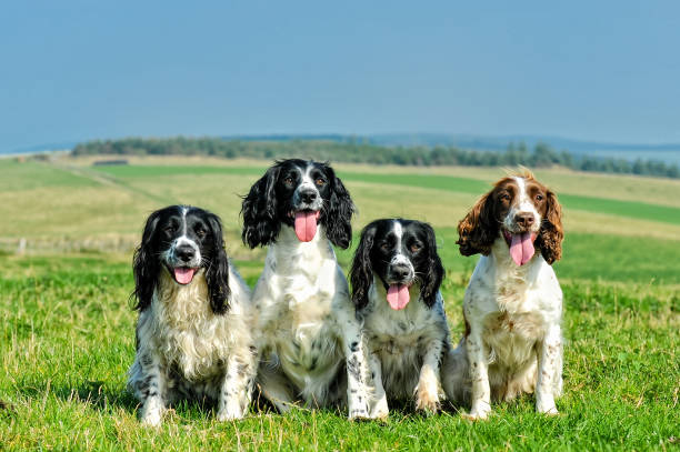One spaniel is never enough! Four beautiful springer spaniels all in a row never the same stock pictures, royalty-free photos & images