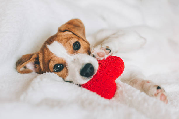 adorable puppy jack russell terrier with red heart on white blanket. - valentines day red photography indoors imagens e fotografias de stock