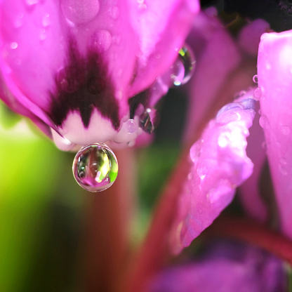Wet purple flower with green leaves.