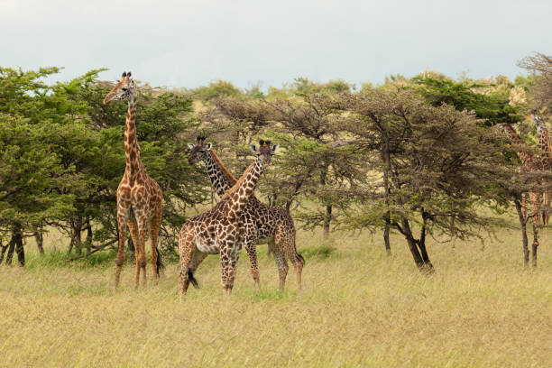 istock herd of giraffes 1202982263