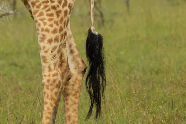 istock tail and legs of a giraffe 1202982800