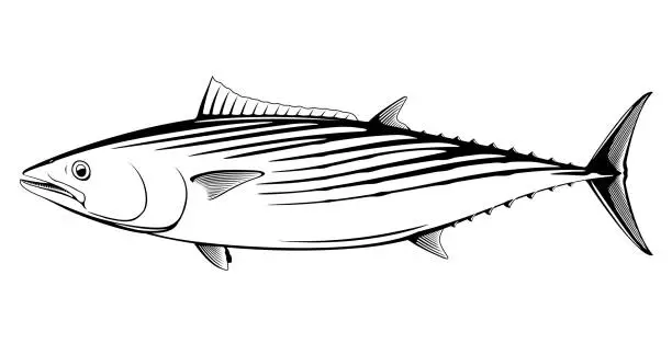 Vector illustration of Atlantic bonito fish