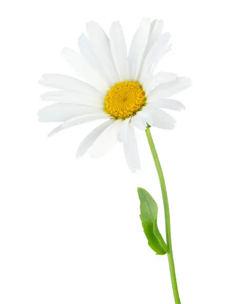 Lovely white Daisy (Marguerite) isolated on white background including clipping path. Germany