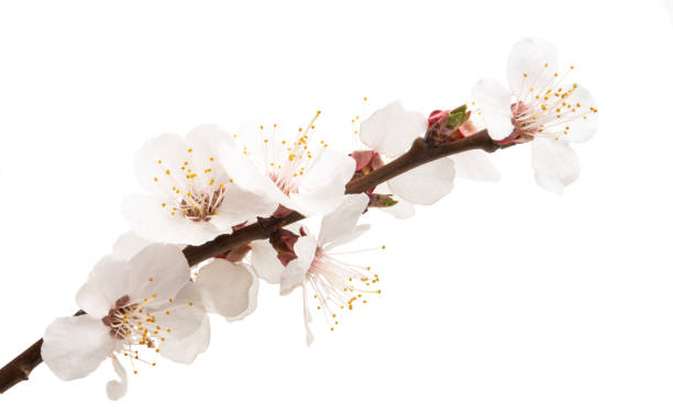 istock apricot branch with flowers isolated 1202985128