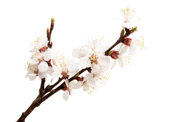 istock apricot branch with flowers isolated 1202985206
