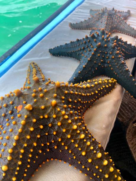 istock close up of some starfish 1202985819