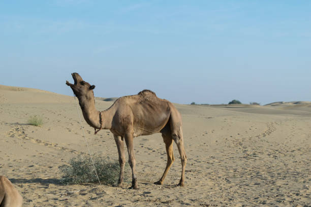 istock Indian camel at Jaisalmer 1202985853