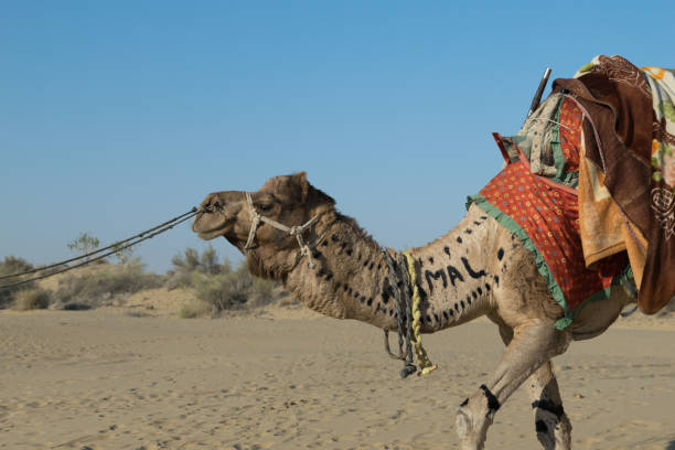 istock Indian camel at Jaisalmer 1202985953