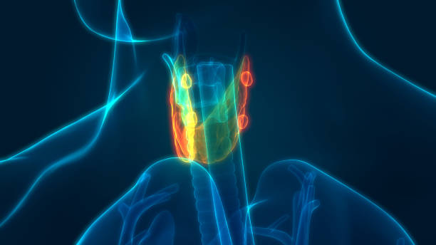 istock Human Glands Thyroid Gland Anatomy 1202986089