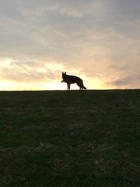istock Dog silhouette against a sunset 1202987813