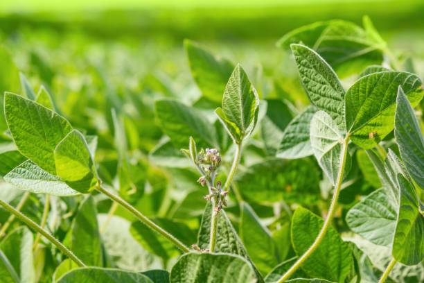 istock Rural landscape - field the soybean (Glycine max) 1202988232