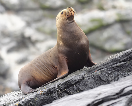 A single, female South American Sea Lion (Otaria flavescens) rests on a rocky shelf on the coast of northern Chile