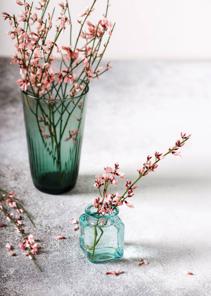 beautiful light pink genista cytisus flowers in a mini glass vase. - cut flowers white small still life imagens e fotografias de stock