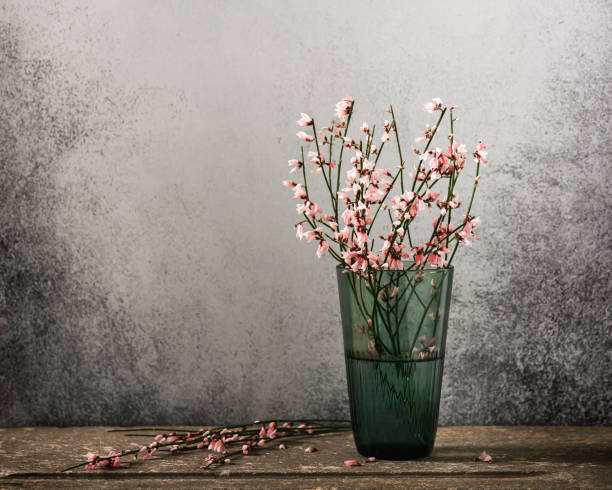 stillleben mit rosa genista cytisus blumen in grüner glasvase. - cut flowers white small still life stock-fotos und bilder