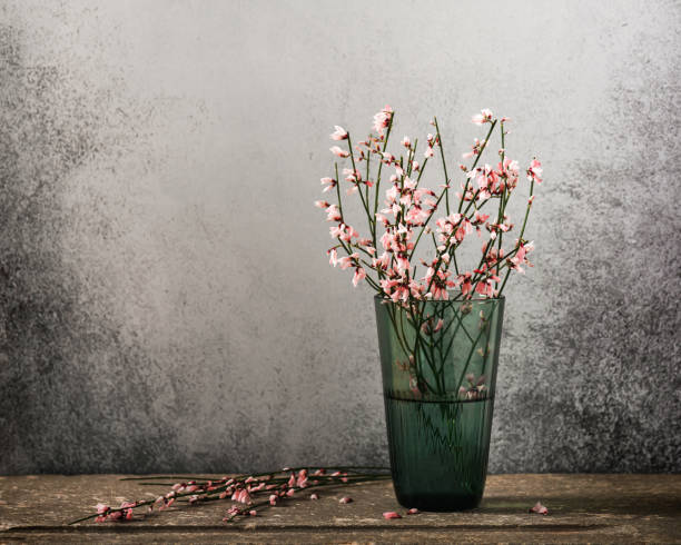 still life with pink genista cytisus flowers in green glass vase. - cut flowers white small still life imagens e fotografias de stock