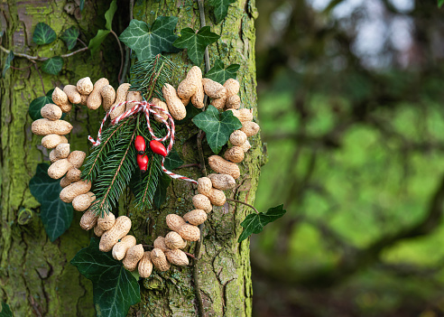 Homemade heart shaped birds feeder made from organic peanuts hanging in the garden.