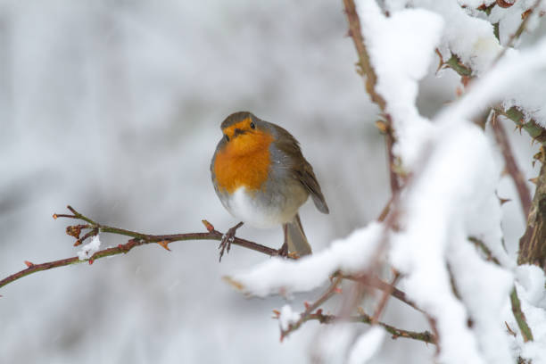 istock Robin In the Snow 1202991951