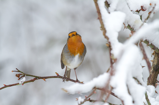 European Robin or Robin Redbreast songbird in snowy weathe in winter.Beautiful festive scene.
