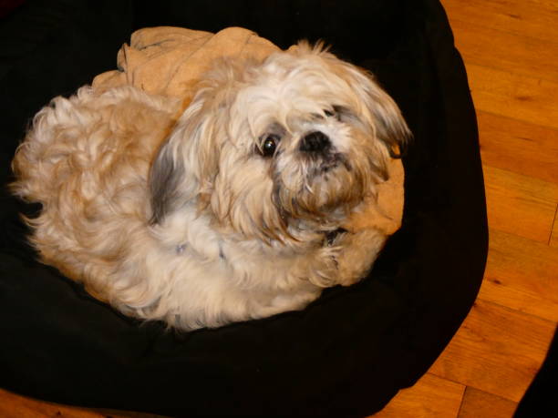 istock Puppy Dog Close up 1203001917