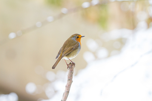 European Robin or Robin Redbreast songbird in snowy weathe in winter.Beautiful festive scene.