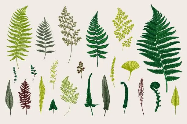 Vector illustration of Set Ferns.