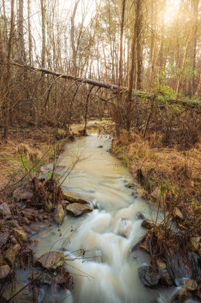 Water flowing amidst dry woods on a wet winter day