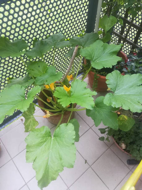 istock courgette plants in the garden 1203007646
