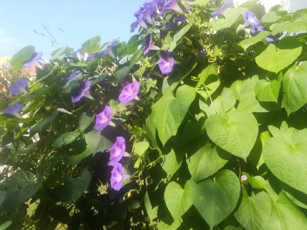 istock a purple flower in the garden 1203007709