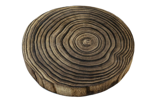 istock Tree trunk isolated on white. Wood log stump ring. Rough organic texture of tree rings with close up of end grain 1203008130