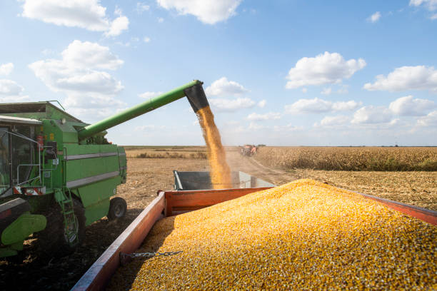 istock Combine harvester pours corn maize seeds. 1203008238