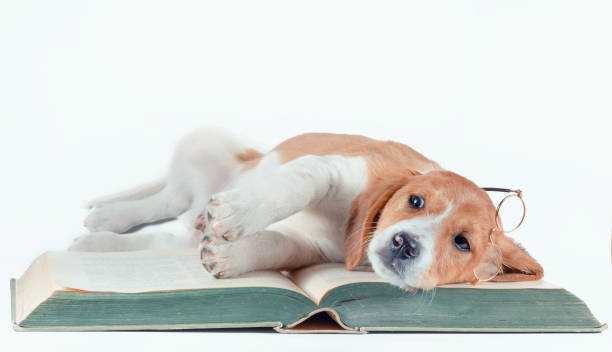 istock white-red-haired puppy with long ears reads a large paper book 1203008241