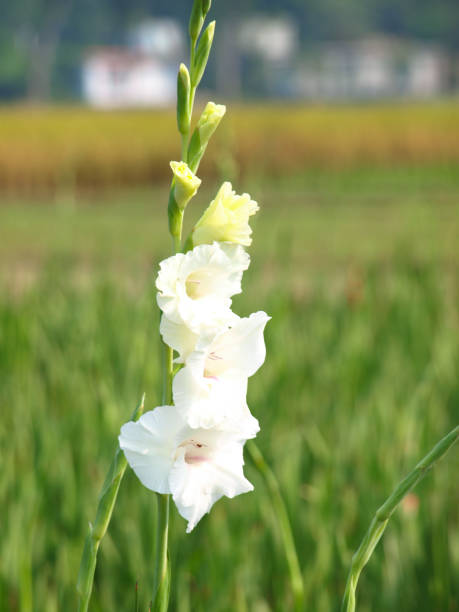 montón de flor de gladiolo floreciente que tienen fondo borroso - gladiolus flower white isolated fotografías e imágenes de stock